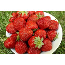 Земляника садовая Сага 