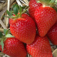 Земляника садовая Сибилла  