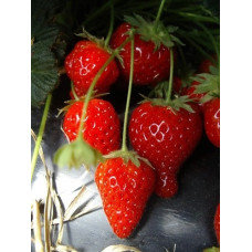 Земляника садовая Сизоже 