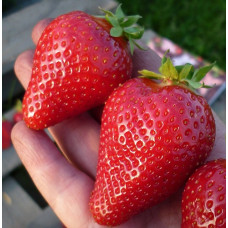 Земляника садовая Скала