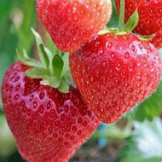 Земляника садовая Сонсейшн  