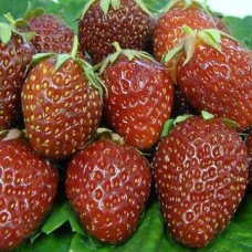 Земляника садовая Таго  