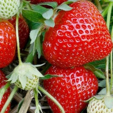 Земляника садовая Талия 