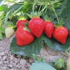 Земляника садовая Теа НФ 633