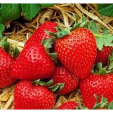 Земляника садовая Твист  
