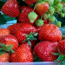 Земляника садовая Верди 