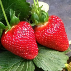 Земляника садовая Вивара 