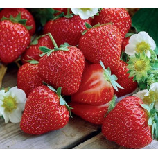 Земляника Раиса 