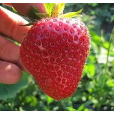 Земляника садовая Крымская ремонтантная  