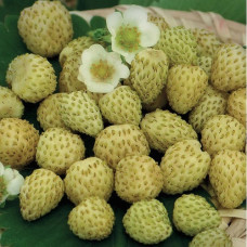 Земляника садовая Золотинка 