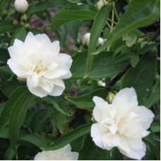 Жасмин садовый (чубушник) Юннат