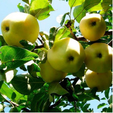 Яблоня Белый налив