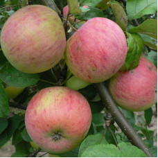 Яблоня Осеннее полосатое (Штрефлинг)