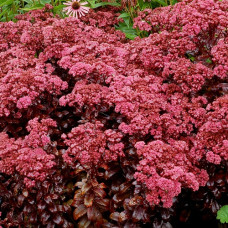 Седум Дарк Мэджик  