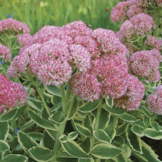 Седум гибридный Элсис Голд  