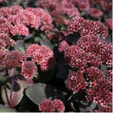 Седум гибридный Джози Аубергайн