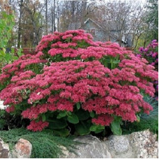 Седум гибридный Мини Джой