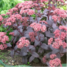 Седум гибридный Пепл Эмперор