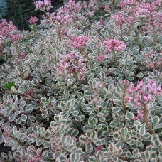 Седум ложный Вариегатум  