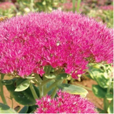 Седум видный Бриллиант