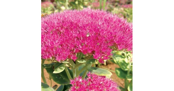 Седум видный Бриллиант купить в интернет-магазине Чистый Мир.