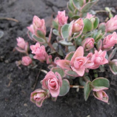 Седум Винки  