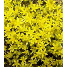 Седум гибридный Голд (Йеллоу) 