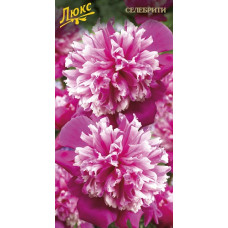 Пион травянистый Селебрити