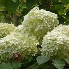 Гортензия метельчатая Селекшен
