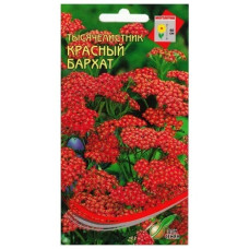 Ахиллея Красный Бархат