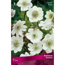 Анемона Левейля  