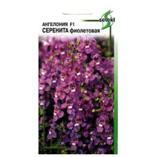 Ангелония Серенита фиолетовая