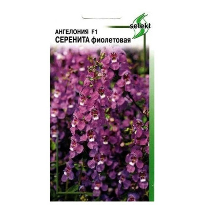 Ангелония Серенита фиолетовая