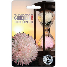 Астра Хамелеон Пинк Фрост 