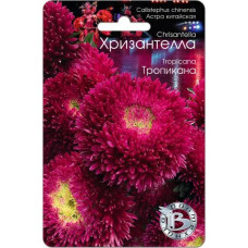Астра китайская Хризантелла Тропикана  