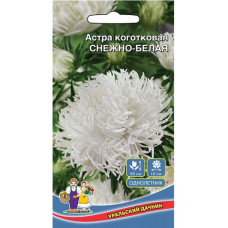 Астра коготковая Снежно-Белая