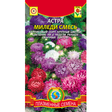 Астра Миледи смесь окрасок