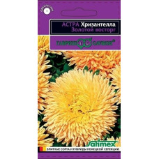 Астра Хризантелла Золотой восторг
