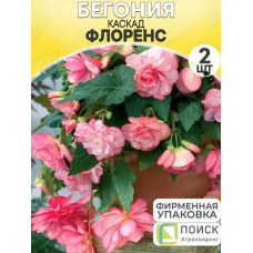 Бегония Каскад Флоренс