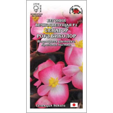 Бегония Сенатор Роуз Биколор (Золотая Сотка Алтая)