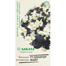 Бегония Сенатор Вайт
