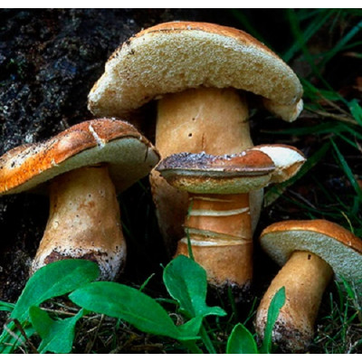 Белый гриб каштановый (60мл)