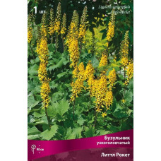 Бузульник  Литтл Рокет (узкоголовчатый)