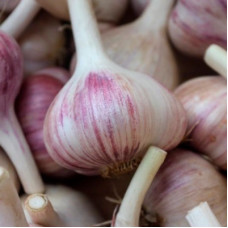 Чеснок Богатырь