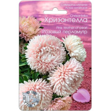 Астра Хризантелла Розовый перламутр
