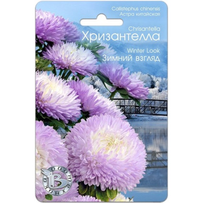 Астра Хризантелла Зимний взгляд 