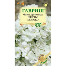 Флокс друммонда Птичье Молоко