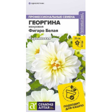 Георгин Фигаро Белая