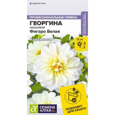 Георгин Фигаро Белая