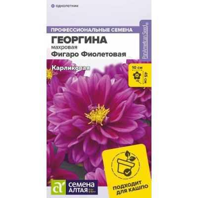 Георгина Фигаро Фиолетовая